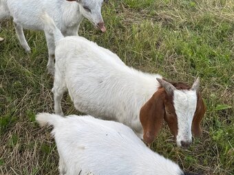 Na prodej – Zdraví kozlové (Boer kříženci) 🐐 - 7