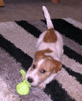 Výhodné: Jack Russell teriér – 5měsíční pejsek s PP k odběru - 7