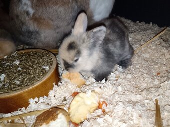 Zakrslý králík - 7