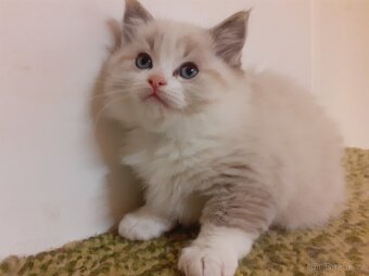 Koťata Ragdoll - 7