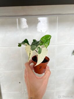 Syngonium variegata - 7