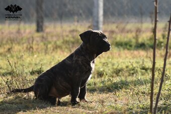 TOP štěně na výstavy - Cimarron Uruguayo s PP - 7