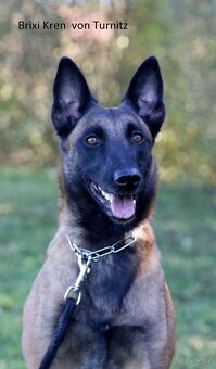 Belgický ovčák - malinois FCI - 7