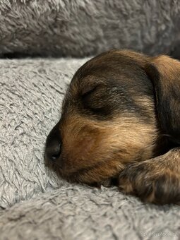 Jezevčík standard drsnosrstý s PP - 7