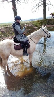 Prodám krásného isabela valacha - 7