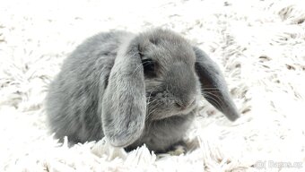 Zakrslý beránek, králíček, králík - BONNY - 7