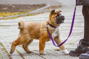 Americká akita s pp - 7