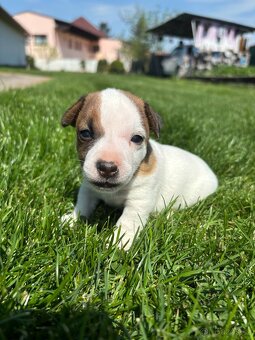 Jack russel teriér - 7