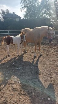 Prodám kobylku podílovou american paint horse. - 7