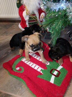 Francouzský buldocek - 7