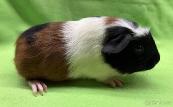 Krátkosrsté morče, morčátko, morčata II - 7