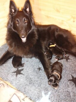 Belgický ovčák GROENENDAEL s PP - 7