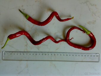 Nepálivá paprika "beraní roh" Spiralus - dvojice sazenic - 7