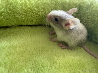 Osmák Degu - 7