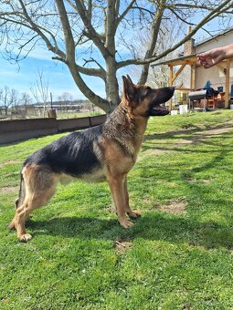 Německý ovčák - 7