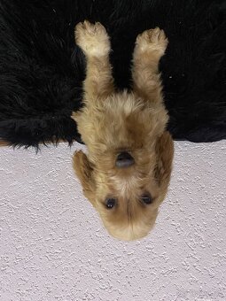 Cockapoo - 7