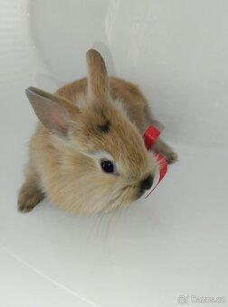 Zakrslý králíček bez PP samička Samatha - 7