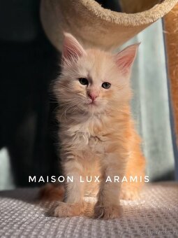 CHS nabízí k rezervaci koťátka Mainské mývalí kočky s PP. - 7