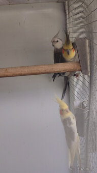 Korely, chovné páry. - 7