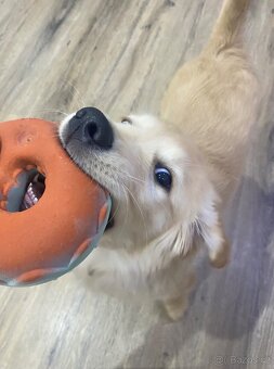 Nabídka ke krytí - zlatý retrívr - 7