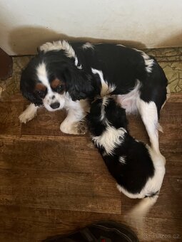 Kavalír king charles Španěl - 7