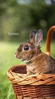 Zakrslý kastorex - 7