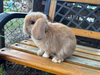 Mláďata mini lop králíčci - 7