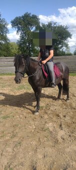 Wpbr/QH pony 9 let - 7