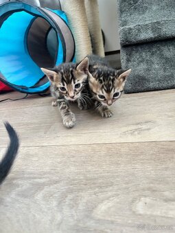 Bengálská kočka - 7