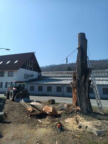 Rizikové kácení stromů - 7