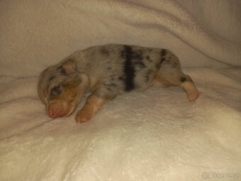 Australský ovčák s PP - 7