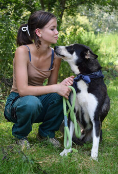 Báječný Ares kríženec ovčáka s huskym - 7