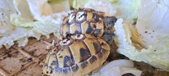 Želva zelenavá a žlutohnědá - 7