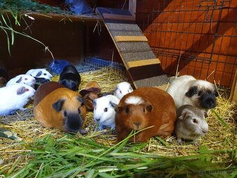 Morče s kalifornskou kresbou - 7