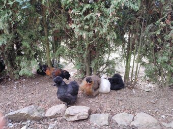 Nasadova vejce hedvábnička - 7