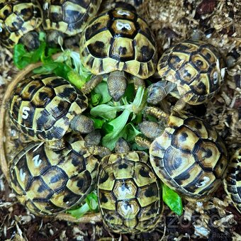 Suchozemská želva + vybavení k chovu - 7
