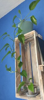 Pokojová rostlina Epipremnum/šplhavnice/pothos - 7