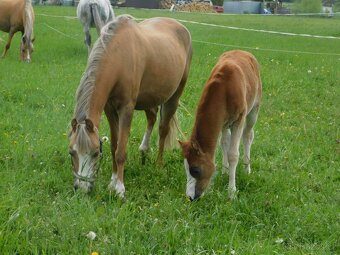 pony klisna - 7
