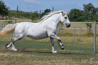 Fellský pony - top klisna - 7