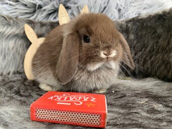 ❤️❤️Minilop Kralicek Beránek mimi k rezervaci - 7