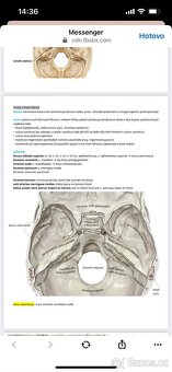 vypracované otázky ANATOMIE - 7