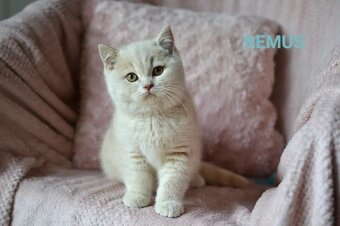 Krásní kocourci k rezervaci - 7