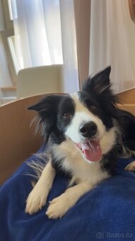 Border kolie s PP, štěňátka - 7