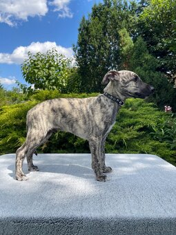 Whippet s PP - 7