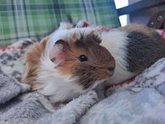 Morče - dva kluci Am. Cr. Teddy Bear a středně srstá rozeta - 7