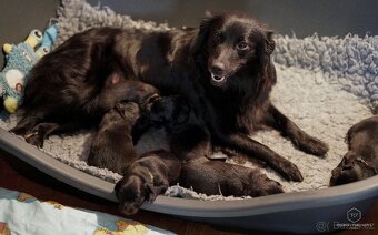 Pyrenejský Ovčák štěňátka s PP - 7