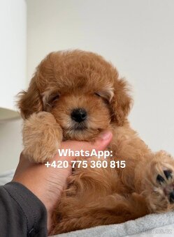 Holčička Maltipoo f1 - 7