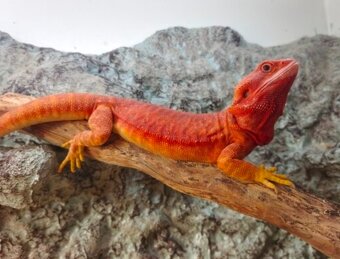 Agama vousatá Coral - 7