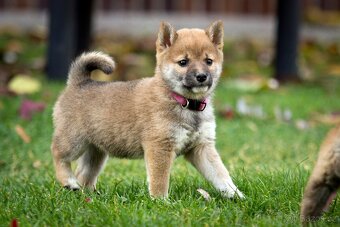 Shiba inu s PP - 7