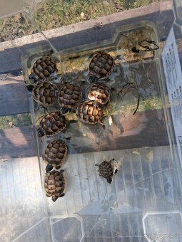 prodám mláďata želv + kompletní terárium - 7